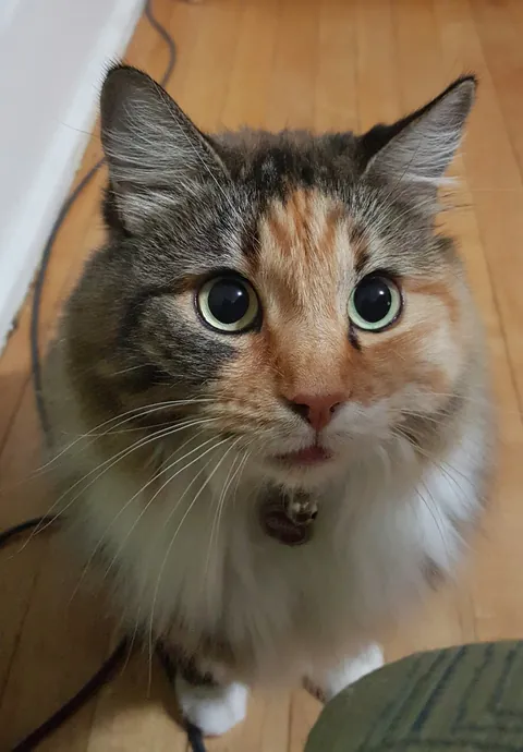 Tribute to Buster - we adopted her as a kitten 17 years ago and had to say goodbye today. She loved naan and croissants and stickers and her mortal enemy was the Xbox disc tray. She was always our babycat.