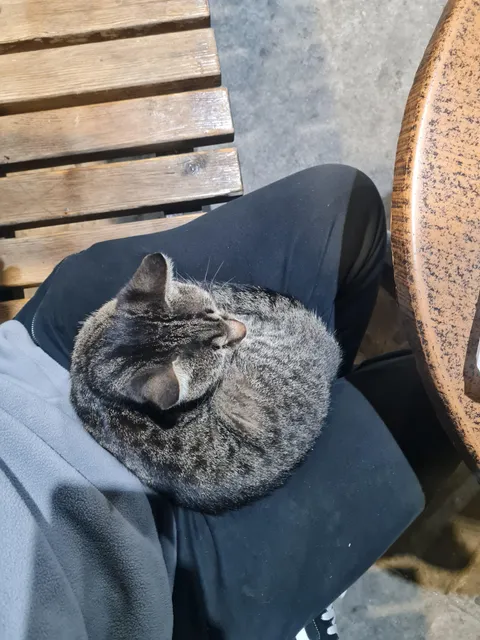 Random stray cat just sat in my lap and refused to leave