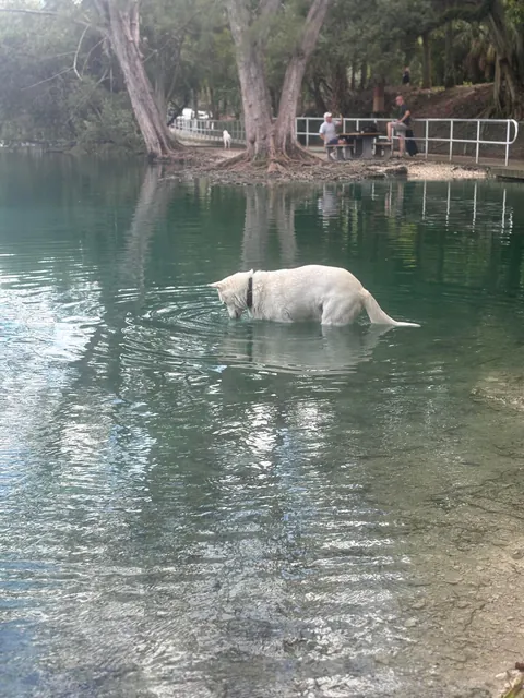 Trying to figure out who put holes in the ball he was chewing on and made it sink