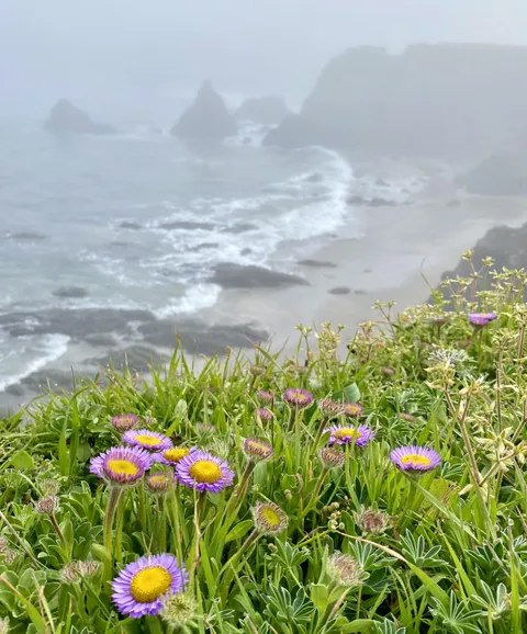🔥The gloomy beauty of the N. California coast