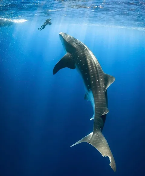 🔥 Stunning human encounter with a curious whale shark off the big island, Hawaii