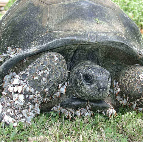 Tortoise survived long enough in the ocean for barnacles to grow on it.