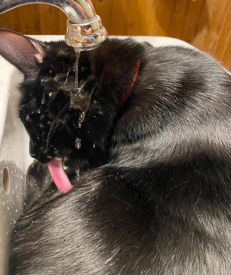 My cat loves to drink water like this 