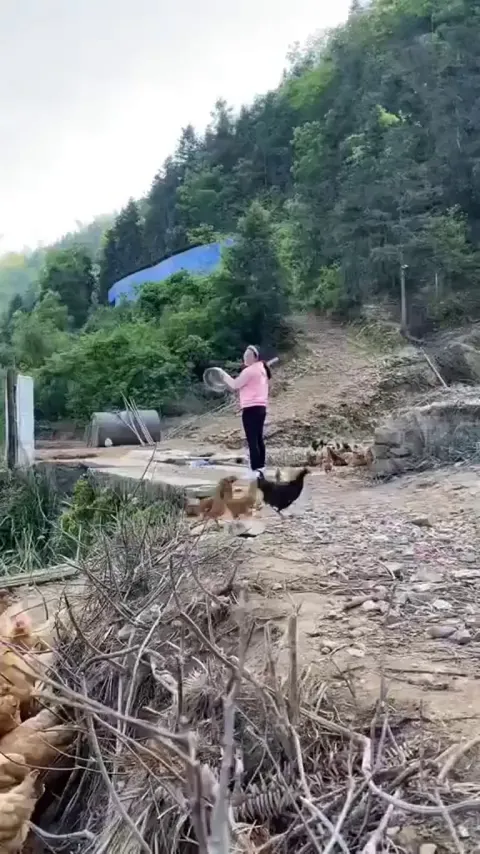 A Horde Of Chickens Answers The Call Of Owner