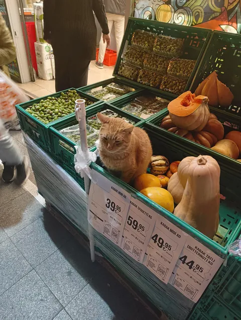 Professional pumpkin impersonator