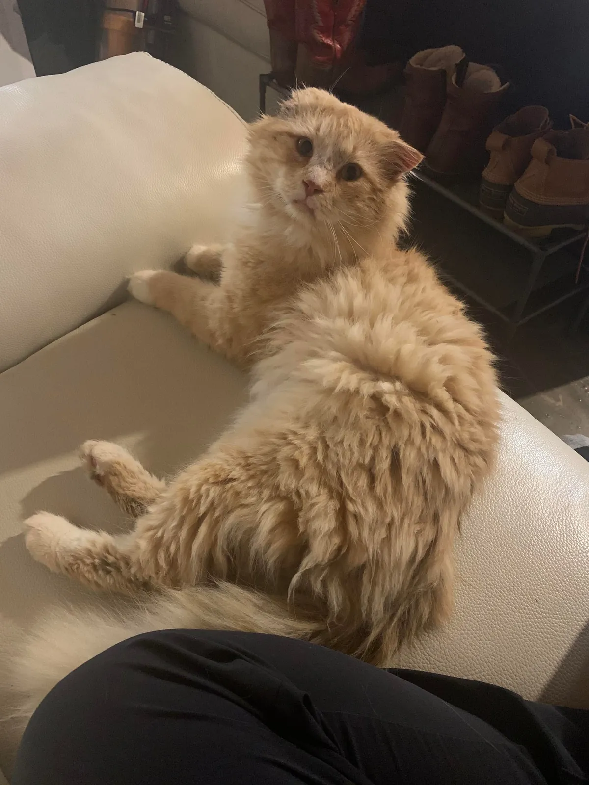 The transformation of Finnegan from forest cat to pampered city kitty