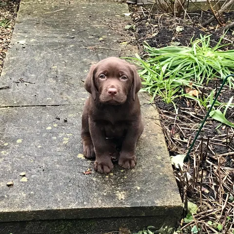 I wanted a cat, my wife wanted a dog, we compromised and now have Gibson