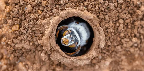 Male Dawson's burrowing bees, one of the largest bees in the world, will frenzy-kill each other until there are only a few lucky ones left to mate with the female bees. The violence is so severe that even some of the female bees will be accidentally killed.