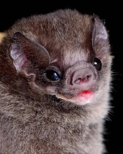Bats photographed by Jose G. Martinez-Fonseca