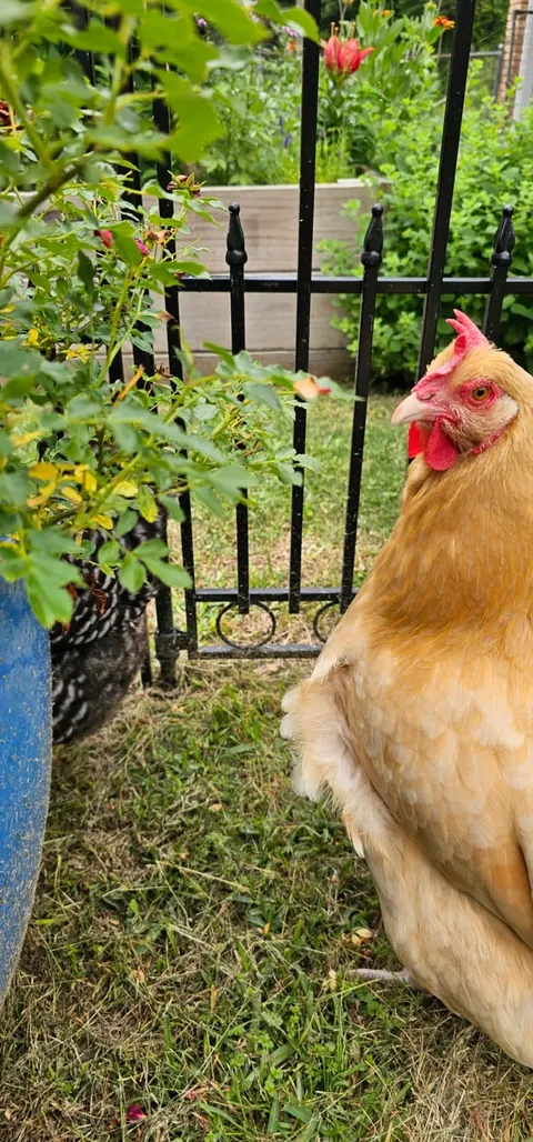 My Wife's Raised Bed Garden Over the Years