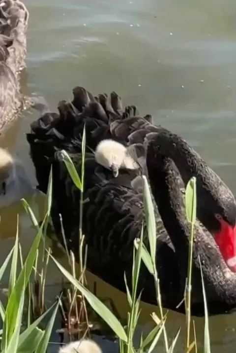 Adorable, this made my day!