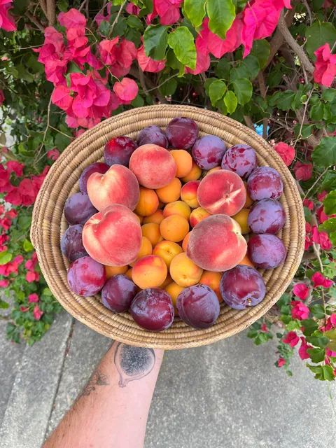 Summer fruit harvests