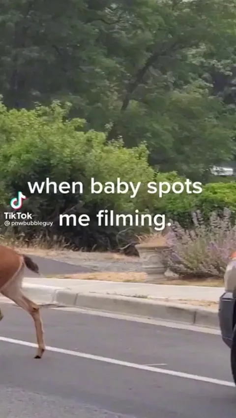 🔥 Baby deer notices a person filming and starts strutting.