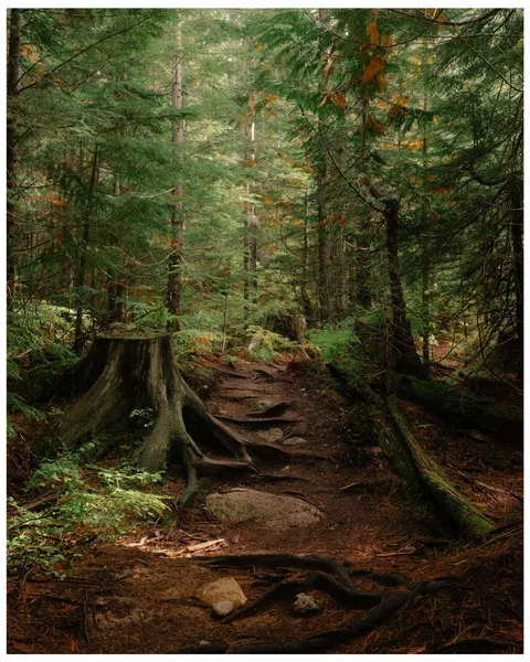 Forest scene in British, Columbia, Canada [OC][4126x5158]