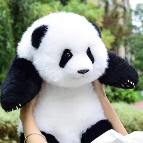 A panda named Hua Hua is the first panda to have official plushies based on her because of her distinctly round appearance relative to other pandas (Last 4 pics are real HuaHua)
