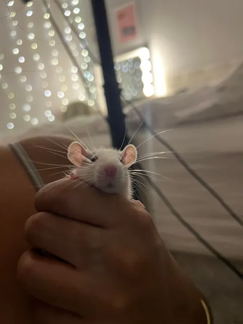 Everyone say hi to Henry