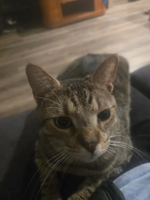 Is he fat or just big