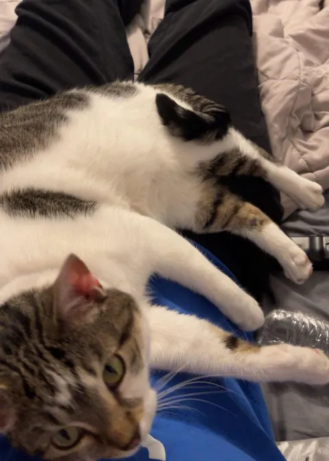 recovering alcoholic here, had a crappy day and was just abt to get up and go to the liquor store when my unaffectionate cat just came up and laid on me. guess i’m stuck here for the night (OC)