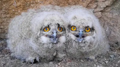 🔥 A pair of Eurasian Eagle-Owl babies (sound on)