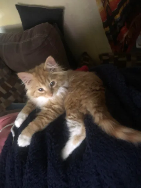 He crossed the rainbow bridge today. Give Peter all the love you can. He deserves it all.