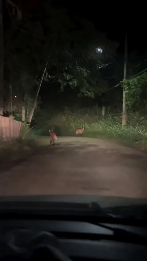 🔥 rare footage of a maned wolf pair in a scuffle