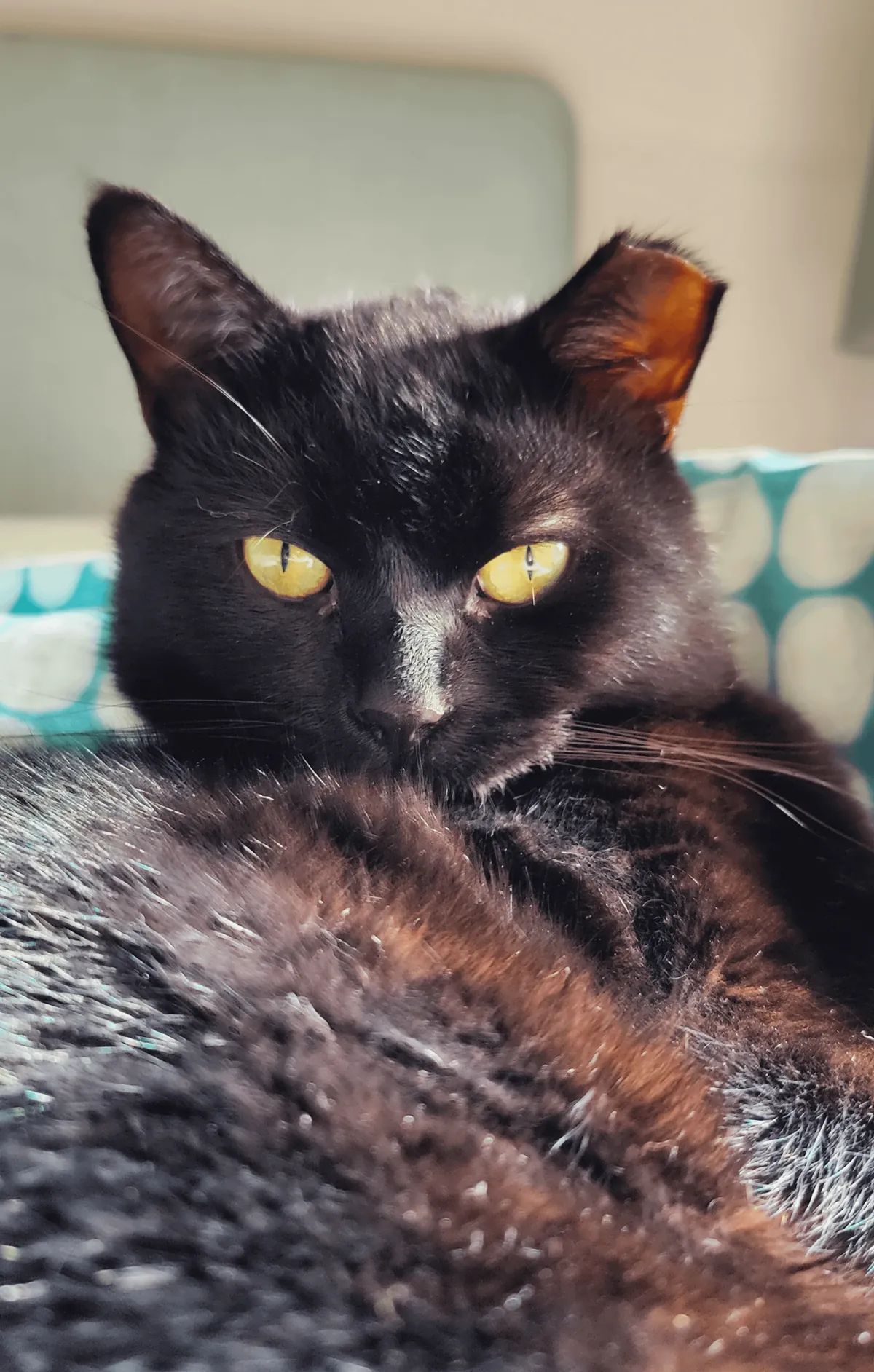 Enjoying his favourite box &lt;3