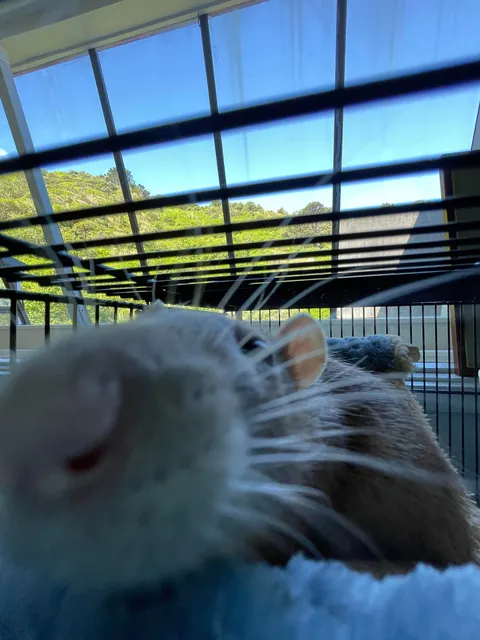 I’ve had a hard day… Please show me ur ugliest rat pics