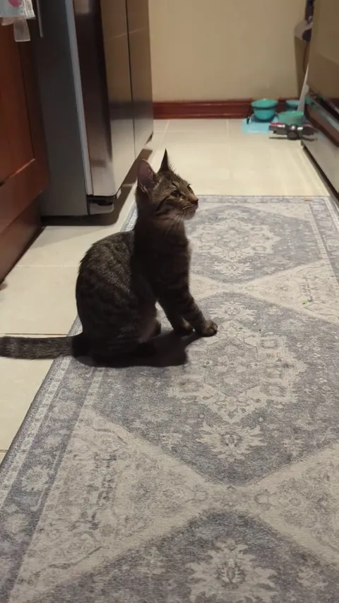 Am I not petting him right?