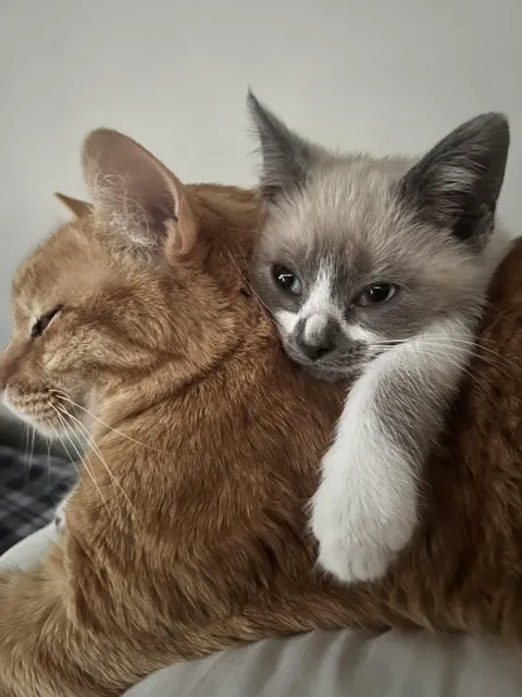 Getting a kitten made me realize how much I had been “neglecting” my older cat.