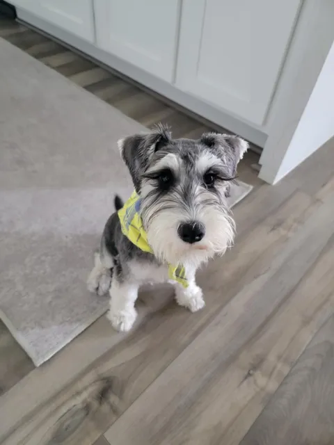 Our 5 month old schnauzer got his first haircut this weekend