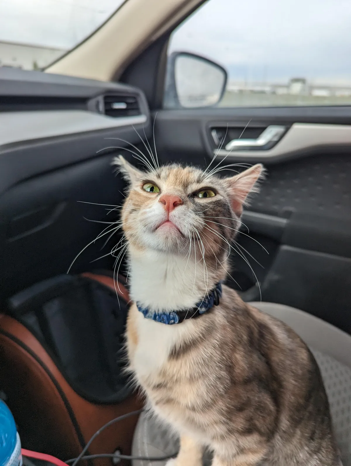 Someone is Excited for a car ride.