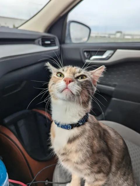 Someone is Excited for a car ride.