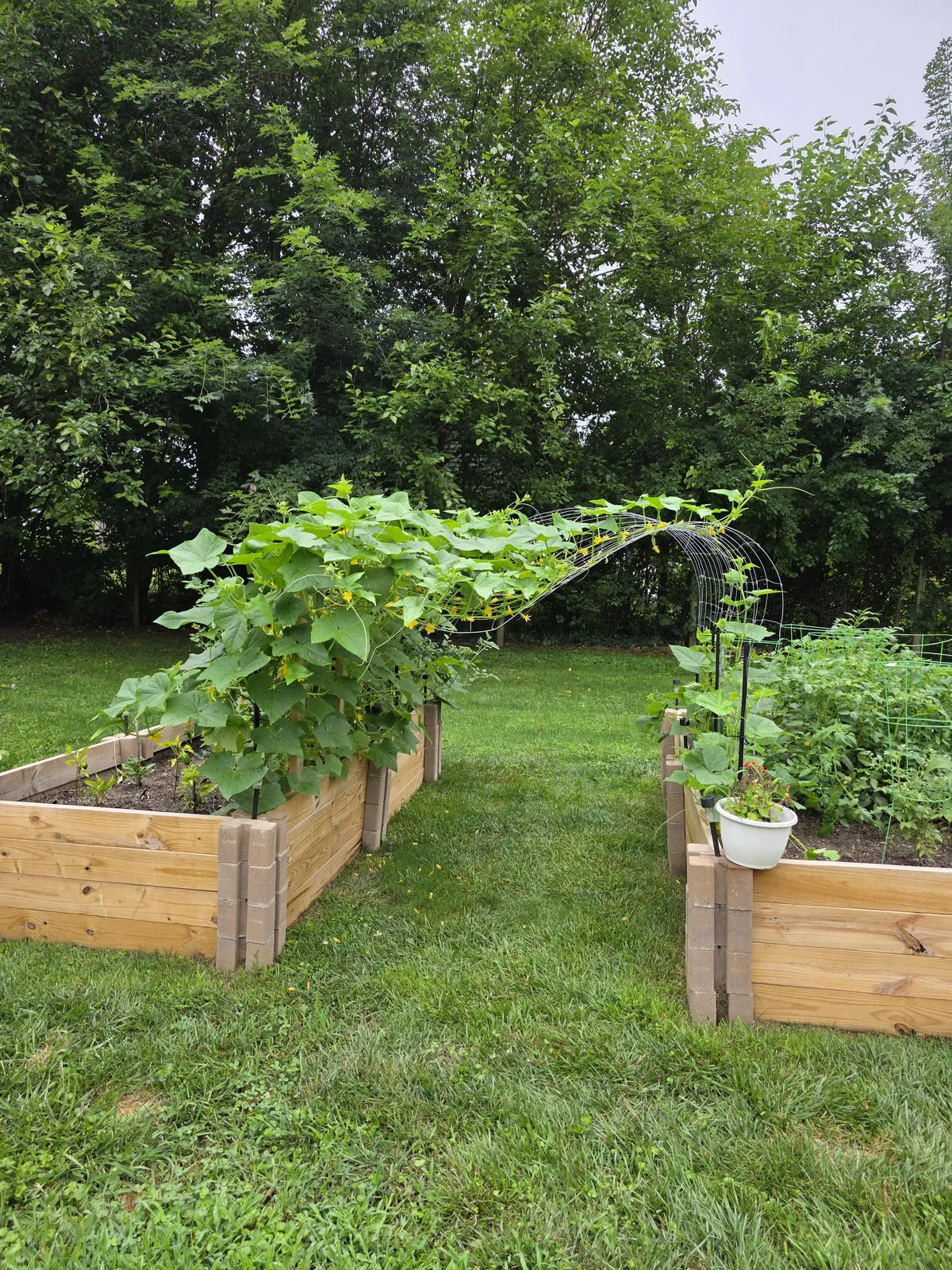 First time gardener. My poor trellis