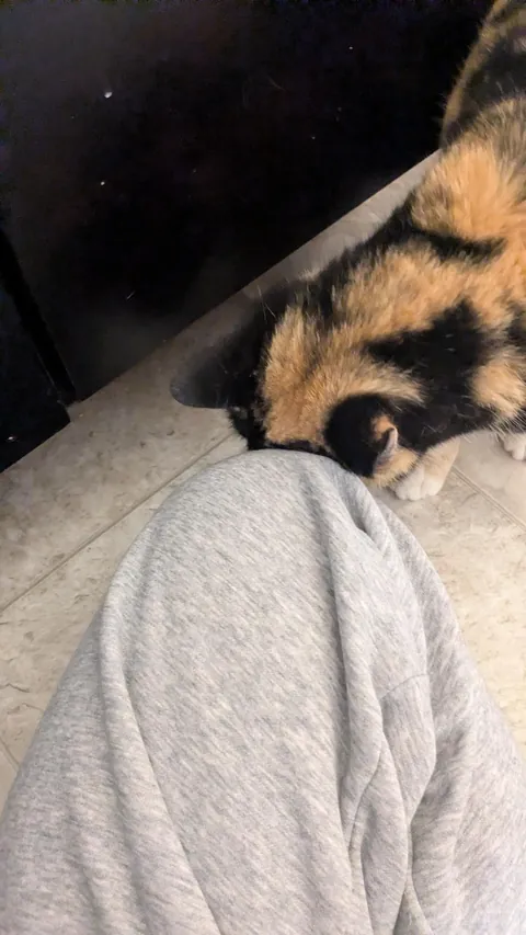 Stray girl has come SO FAR! From hiding to cuddling!