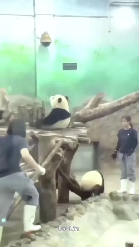 Panda tries to escape from being taken to bath