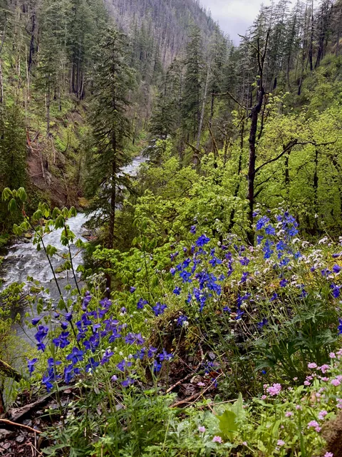 🔥Eagle Creek, Oregon