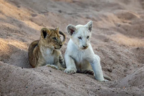 🔥 The only white lion cub in the wild!
