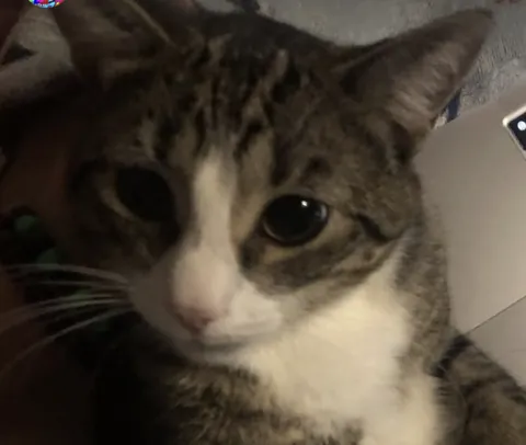 Why do my cats pupils get huge when i hold him?