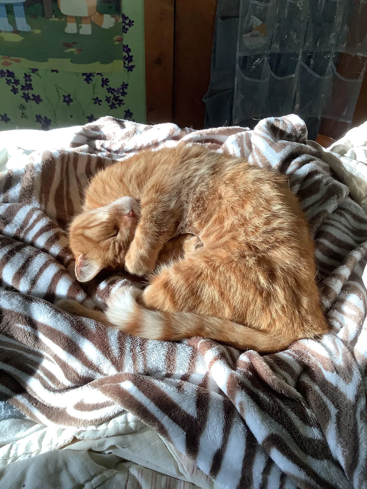 My senior cat who saved my life when I was in middleschool