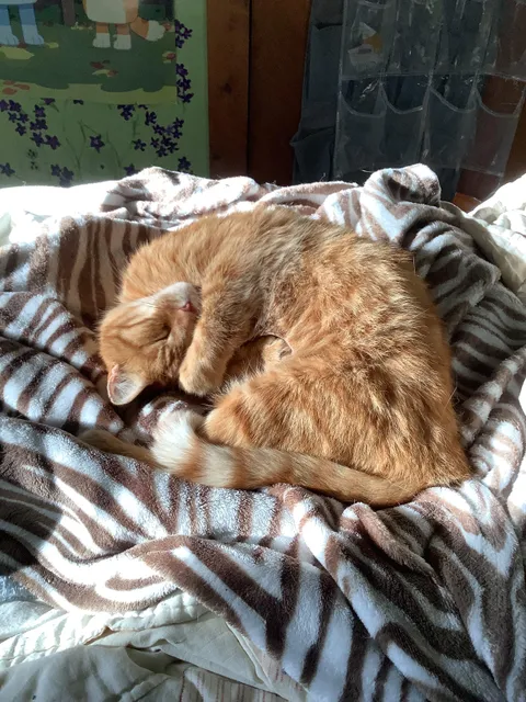 My senior cat who saved my life when I was in middleschool