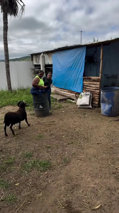 Her cheeks got audited-by farm enforcement 🍑🐐💨