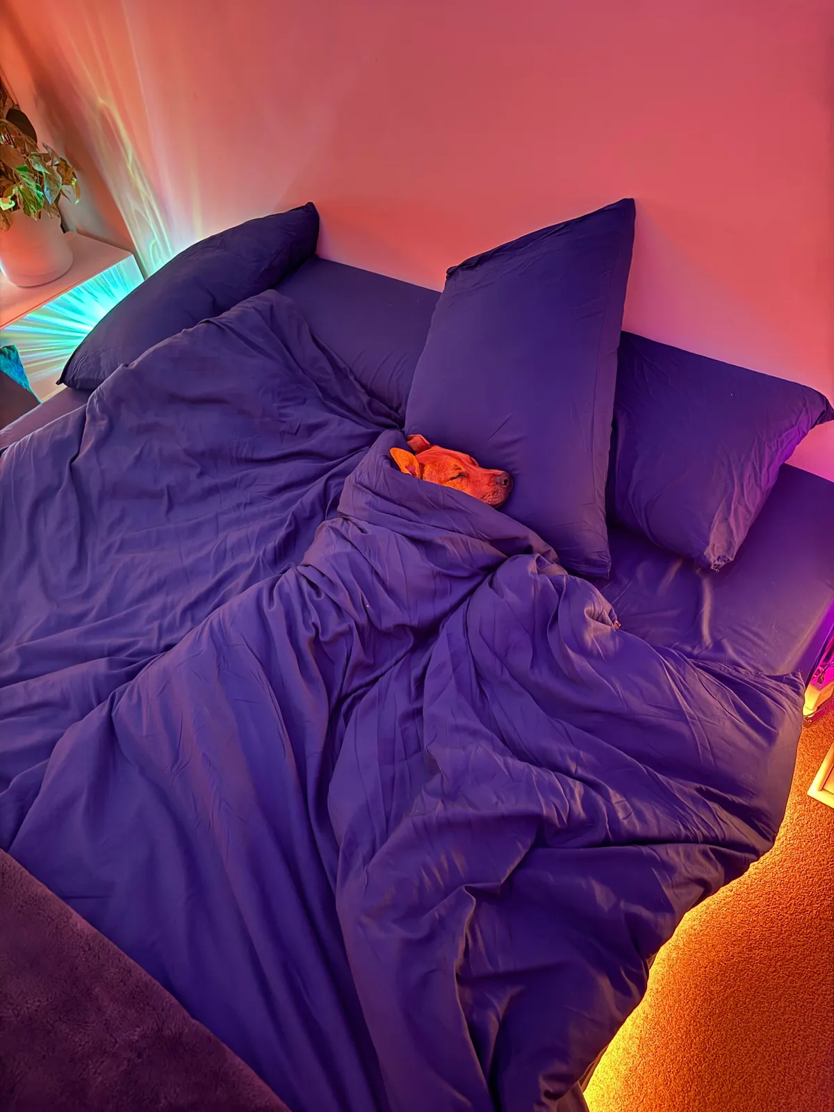 Hector through the years. Which is your favourite photo