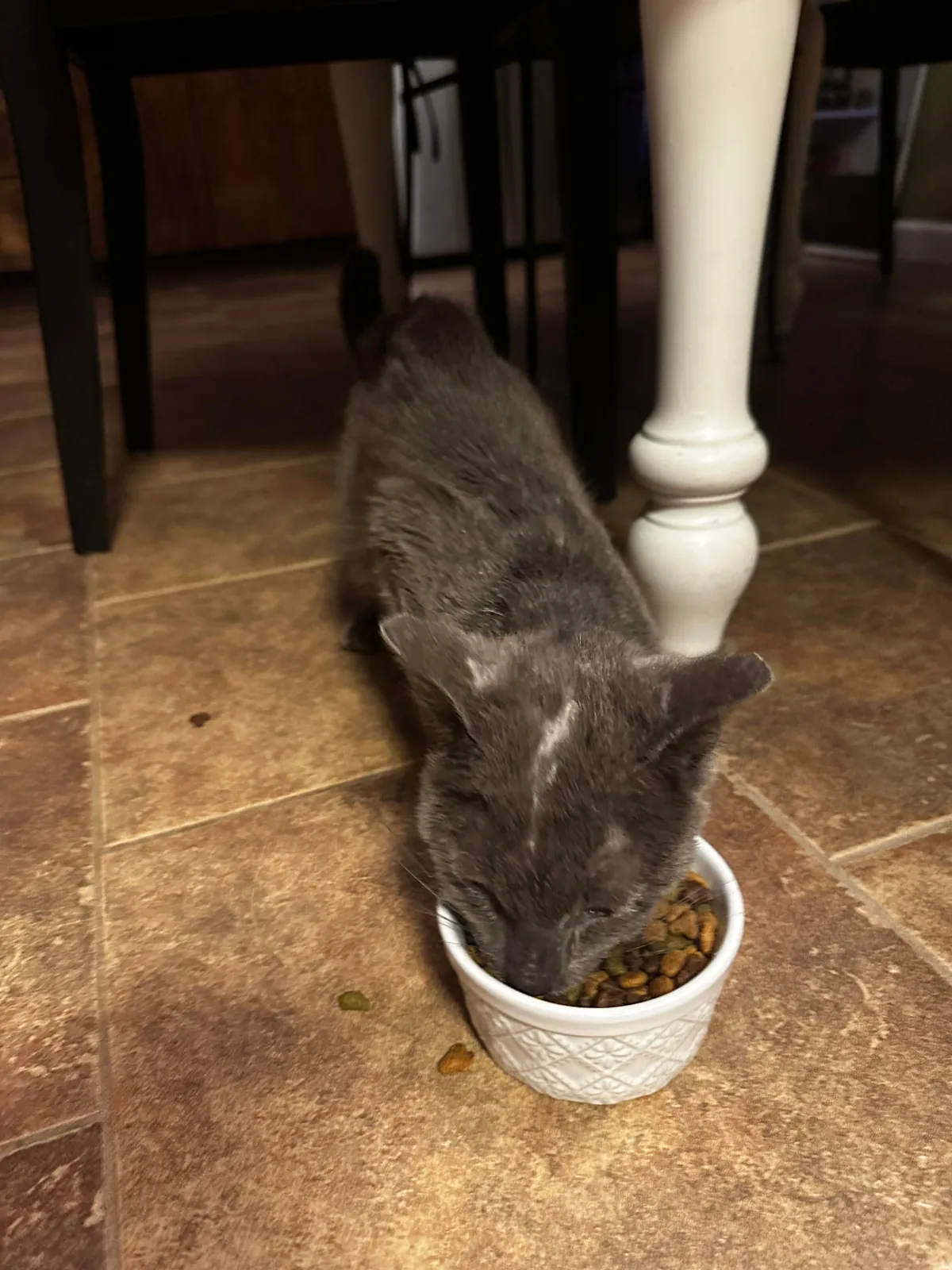 Went to get beer &amp; came home with a wounded cat