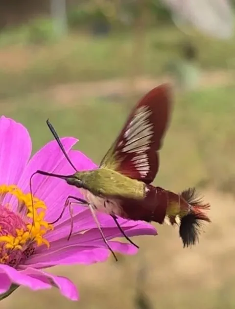 Hummingbird moth - school garden