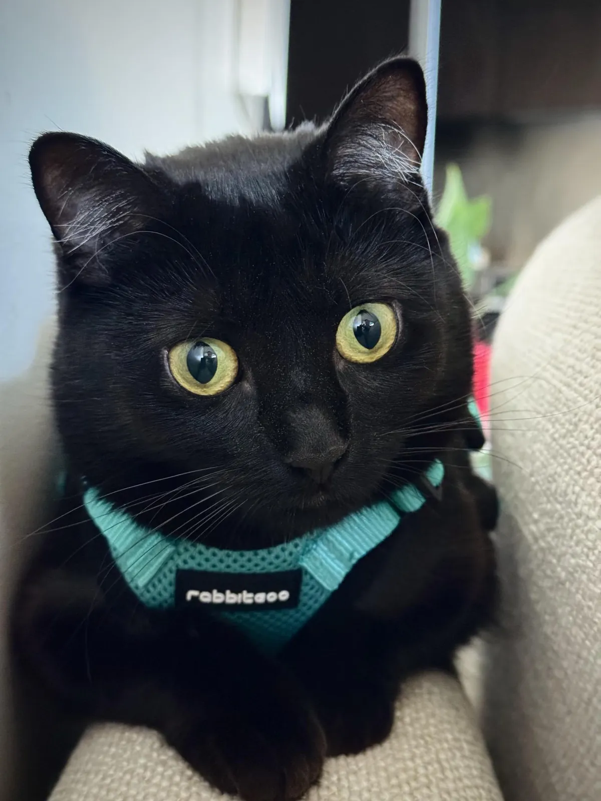 This is Poppy, she is unsure about her new harness...