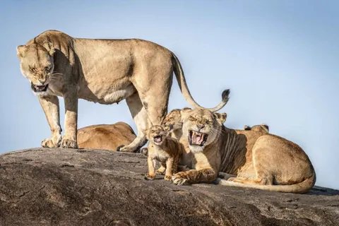 🔥 19 images from the Comedy Wildlife People's Choice Awards