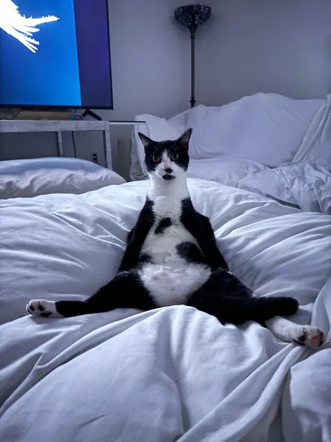 My cat Neo hanging out with me