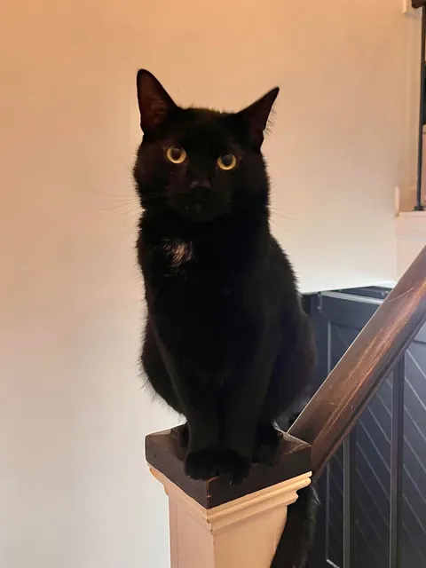 And to think someone tried to throw this guy away like trash. Happy Holidays from Hefty Fabuloso.