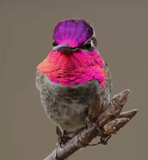 🔥 Anna’s Hummingbird 🔥 