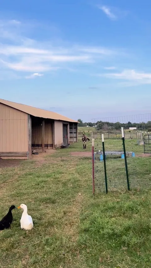 Our rescue Forest, happy he's seeing us today.